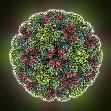 Parotthouse Avian Polyomavirus