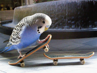 Parotthouse - Parrot on a Skateboard