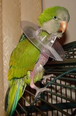 Parotthouse - Parrot Plucking