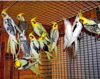 Parrot Cage Parotthouse