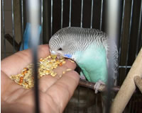 Treats Parrot Parotthouse